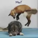 Стикер Wolfs