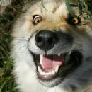Стикер Wolfs