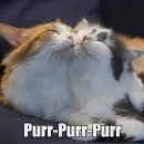 WTF Cats