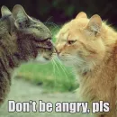 Стикер WTF Cats