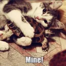 Стикер WTF Cats