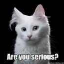 Стикер WTF Cats