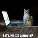 Стикер WTF Cats