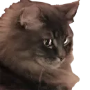 Стикер CatMaine Chan