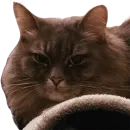 Стикер CatMaine Chan