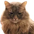 Стикер CatMaine Chan