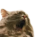 Стикер CatMaine Chan