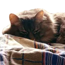 Стикер CatMaine Chan