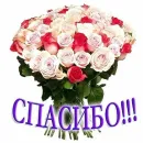 Стикер WhatsApp JPG