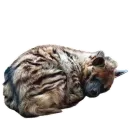 Стикер Whoooop