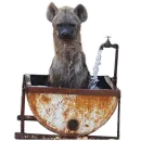 Стикер Whoooop