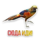 Стикер Недомашние животные