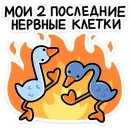 Дикие гуси
