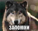 Стикер Волчьи цитаты