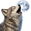 Стикер Волчонок