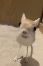Стикер Гдз по изо