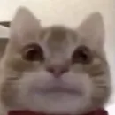 Стикер Унитазные коты