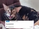 Стикер ⚡ZEUS V 2.0⚡