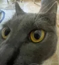 Стикер Зверинец