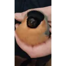 Стикероус