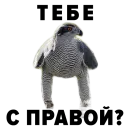 Стикер Zoology