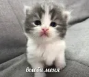 котики