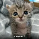Стикер котики