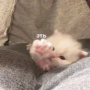 Стикер котики