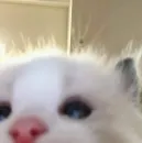 Стикер котики