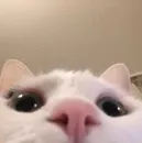 Стикер котики