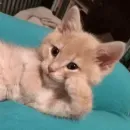 Стикер Animals