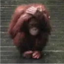 Монкиз