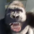 Стикер Монкиз