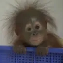 Стикер Монкиз
