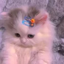 Стикер animales