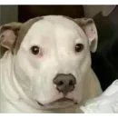 Стикер animales