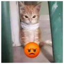 Стикер animales