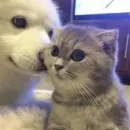 Pets Memes