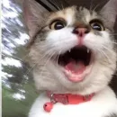 Стикер Pets Memes