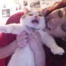 Стикер Pets Memes