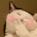 Стикер Pets Memes