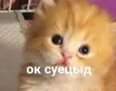 ебучие животные