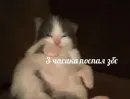 Стикер ебучие животные