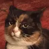 Animals Soul