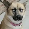 Стикер Animals Soul