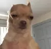 Стикер Animals Soul