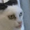 Стикер Animals Soul