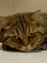 котики