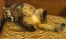 Стикер котики