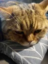 Стикер котики